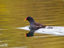 Water Hen – Kurka Wodna